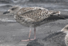 juvenile LBBG in September, ringed in Belgium. (88248 bytes)