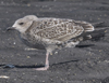juvenile LBBG in September, ringed in Belgium. (88248 bytes)
