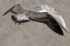 1cy argenteus in August, ringed in Belgium. (90559 bytes)