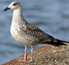 juvenile LBBG, ringed in the Netherlands.