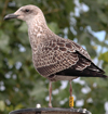 2cy intermedius in October, ringed in Norway. (97235 bytes)