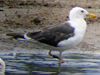3cy LBBG intermedius in July & August, ringed in Norway. (73514 bytes)