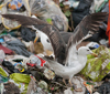 juvenile LBBG in September, ringed in Norway. (73485 bytes)