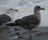 juvenile LBBG in October, ringed in Denmark.