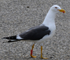 adult graellsii in May, ringed in the Netherlands. (72722 bytes)