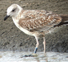 LBBG intermedius in August, ringed in Norway. (71012 bytes)