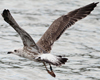 juvenile LBBG in September, ringed in Norway. (110895 bytes)