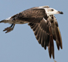 LBBG intermedius in August, ringed in Norway. (71012 bytes)