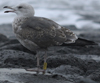 juvenile LBBG in October, ringed in Norway. (131273 bytes)