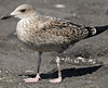 1cy LBBG, ringed in Belgium. (101631 bytes)