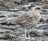 1cy LBBG, ringed in Belgium. (101631 bytes)