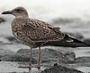 1cy LBBG, ringed in Belgium. (101631 bytes)