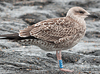 1cy argenteus in August, ringed in Belgium. (90559 bytes)