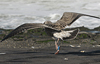 1cy argenteus in August, ringed in Belgium. (90559 bytes)
