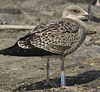 1cy argenteus in August, ringed in Belgium. (90559 bytes)