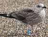 1cy argenteus in August, ringed in Belgium. (90559 bytes)