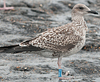 1cy argenteus in August, ringed in Belgium. (90559 bytes)