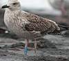 1cy argenteus in August, ringed in Belgium. (90559 bytes)
