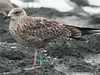 1cy argenteus in August, ringed in Belgium. (90559 bytes)