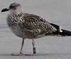 juvenile LBBG, ringed in the Netherlands.