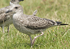 5896.jpg (98154 bytes)