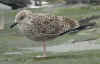 1cy LBBG in winter, ringed in the Netherlands. (78594 bytes)