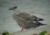 juvenile LBBG in July, ringed in the Netherlands. (53523 bytes)