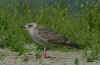 1cy LBBG Dutch intergrade in August, ringed in the Netherlands. (85356 bytes)