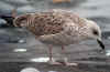 juvenile LBBG in October, ringed in Belgium. (124310 bytes)