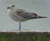 juvenile LBBG in September, ringed in Norway. (73485 bytes)