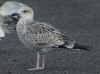 juvenile LBBG, ringed in Norway. (71149 bytes)