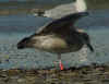 juvenile LBBG, ringed in the Netherlands. (68326 bytes)