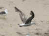 2cy LBBG, ringed in the Netherlands. (65913 bytes)