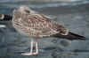 juvenile LBBG in October, ringed in Belgium. (133756 bytes)