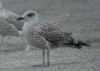 juvenile LBBG in October, ringed in Belgium. (72197 bytes)