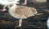 juvenile LBBG in October, ringed in Belgium. (131646 bytes)