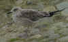 juvenile LBBG in October, ringed in the Netherlands. (97902 bytes)
