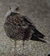 juvenile LBBG in September, ringed in the Netherlands. (59255 bytes)