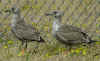 6529e74e76.jpg (119233 bytes)