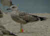 juvenile LBBG in July, ringed in the Netherlands. (64680 bytes)