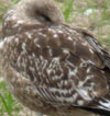 juvenile LBBG in September, ringed in the UK.
