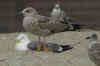 juvenile LBBG in July, ringed in the Netherlands. (57624 bytes)