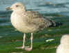 juvenile LBBG in October, ringed in Belgium. (94587 bytes)