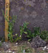 7660nest110.jpg (100872 bytes)
