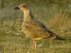 1cy LBBG Dutch intergrade in August, ringed in the Netherlands. (90521 bytes)