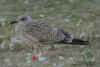 1cy LBBG Dutch intergrade in August, ringed in the Netherlands. (63685 bytes)