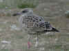 1cy LBBG Dutch intergrade in August, ringed in the Netherlands. (57999 bytes)
