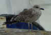 1cy LBBG, ringed in the Netherlands. (47714 bytes)
