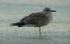 LBBG intermedius 1cy in August, ringed in Norway. (52612 bytes)