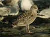 juvenile LBBG in September, ringed in Belgium. (81371 bytes)